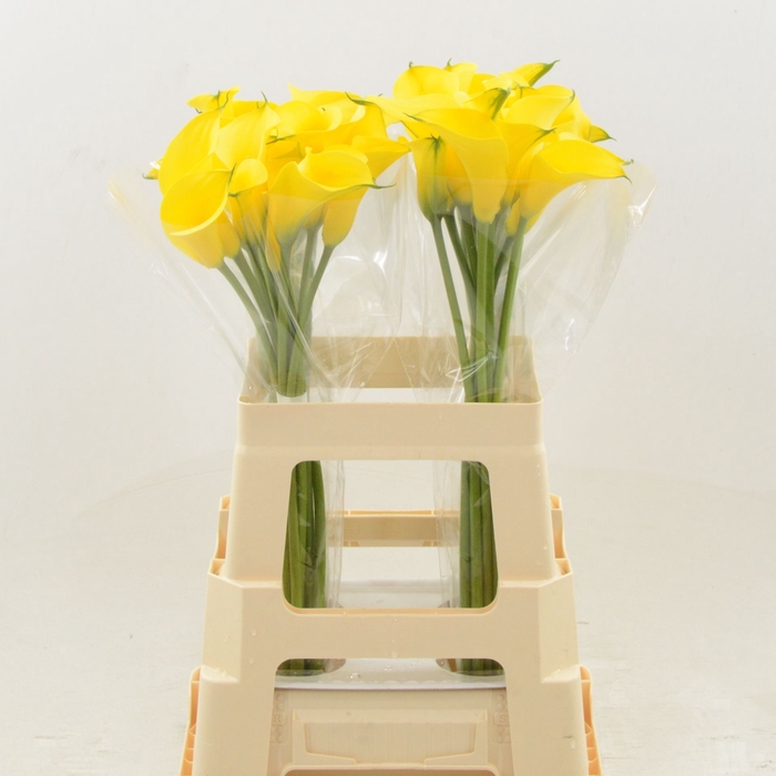<h4>Calla Gold Medal</h4>