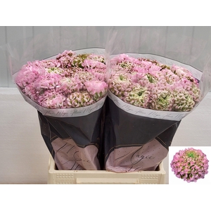 RAN PON PON HERMIONE