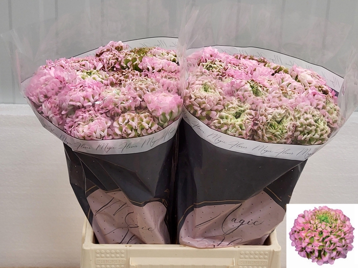 <h4>RAN PON PON HERMIONE</h4>