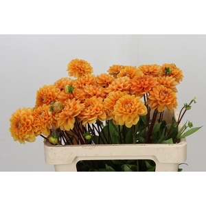 Dahlia Sylvia