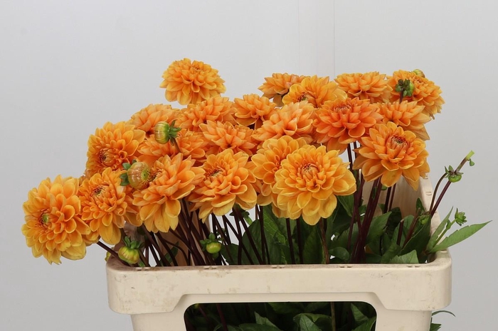 <h4>Dahlia Sylvia</h4>