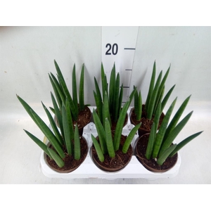 Sansevieria cyl.  ...