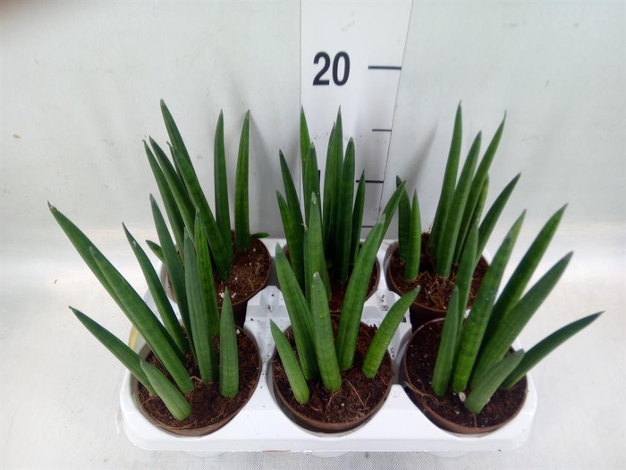 <h4>Sansevieria cyl. ...</h4>
