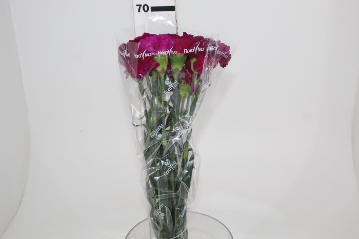 <h4>CRAVO ZAFIRO 070 CM ROXO</h4>