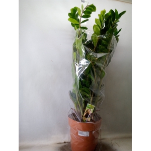 Zamioculcas zamiifolia
