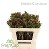 Nebelia Clusterstar