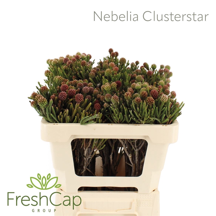 <h4>Nebelia Clusterstar</h4>