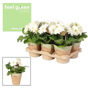 Gerbera wit 2+ bl. Feel Green, nature pc Decorum