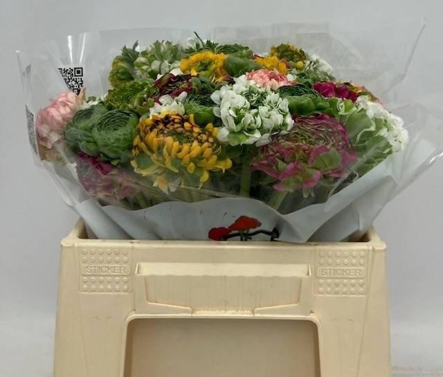 <h4>RAN GEM IN BOS</h4>