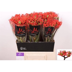 JATROPHA P FIRECRACK