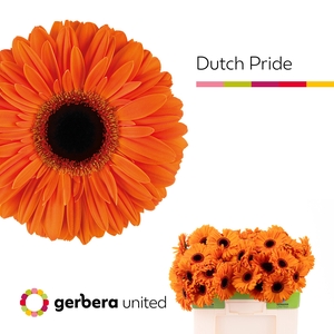 Gerbera Dutch Pride Water