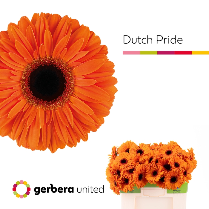 <h4>Gerbera Dutch Pride Water</h4>