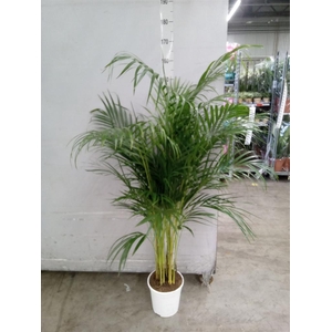 Dypsis lutescens ...Chrysalidoca