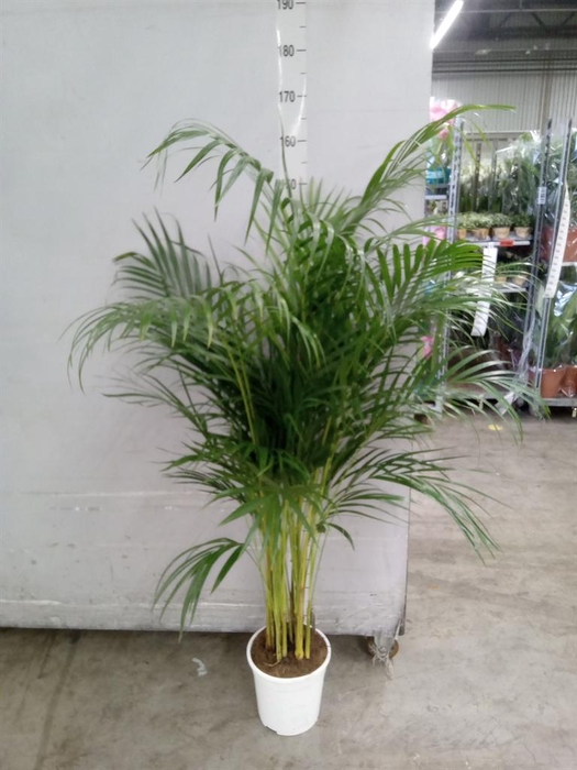 <h4>Dypsis lutescens ...Chrysalidoca</h4>