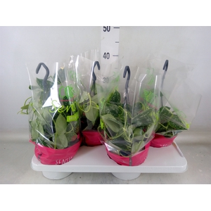 Scindapsus pictus 'Argyraeus'