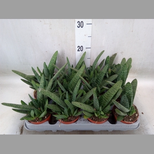 Gasteria carinata var. verrucosa