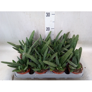 Gasteria carinata var. verrucosa