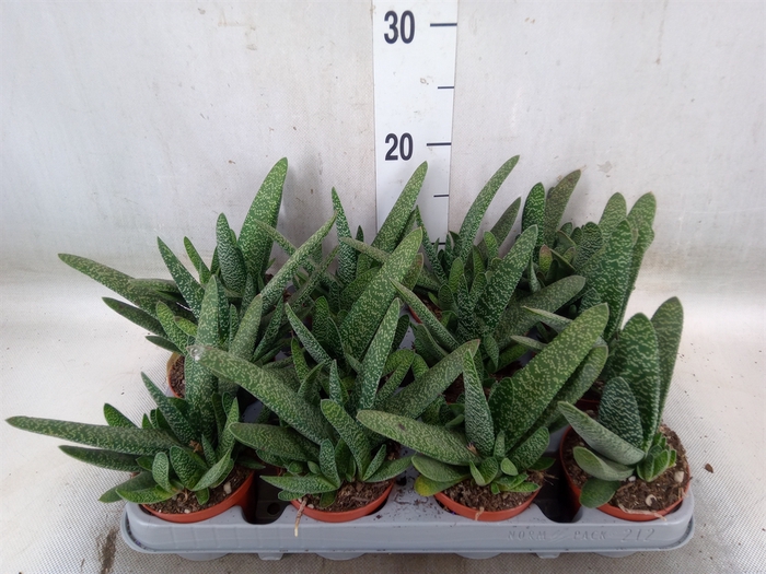 <h4>Gasteria carinata var. verrucosa</h4>