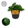 Peperomia Obtusifolia groen Bohemian Bravour