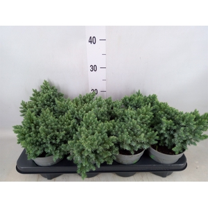 Juniperus squamata 'Blue Star'