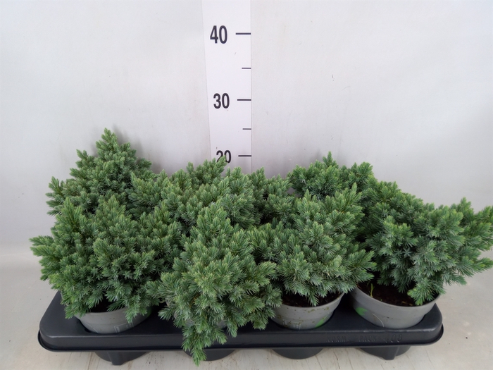 <h4>Juniperus squamata 'Blue Star'</h4>
