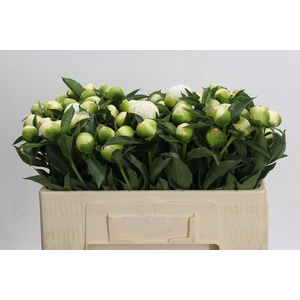 Paeonia Duchesse De Nemours