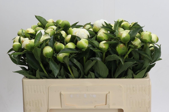 Paeonia Duchesse De Nemours