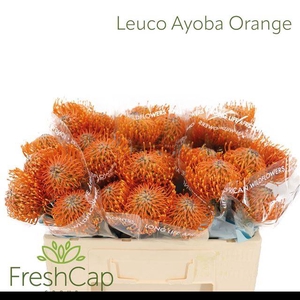 LEUCO AYOBA ORANGE