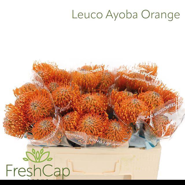 <h4>LEUCO AYOBA ORANGE</h4>