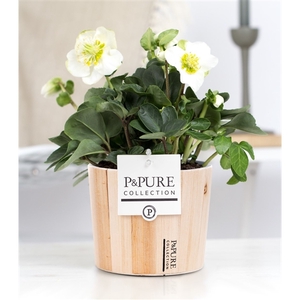 1st class Helleborus 