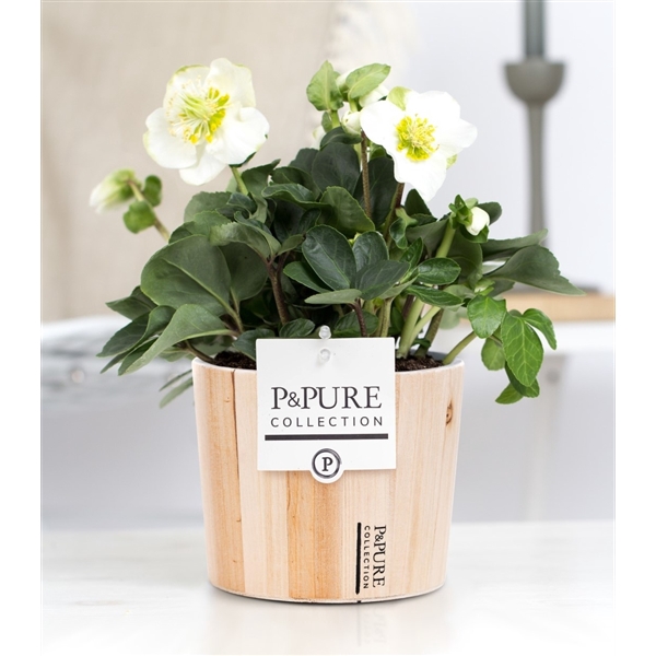 <h4>1st class Helleborus "Xmas C." in P&PURE Wood 5</h4>
