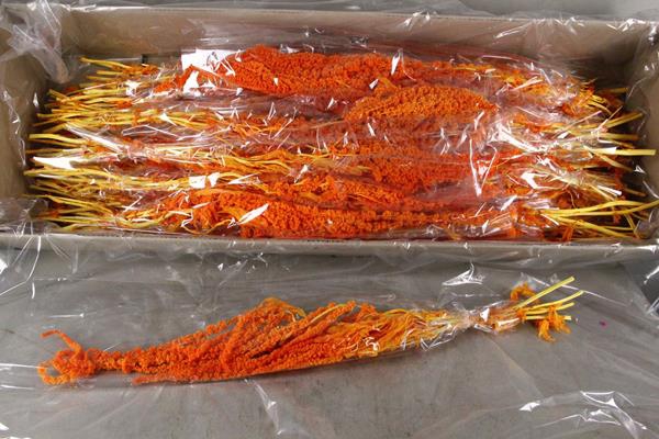 <h4>Pf amaranthus hang orange bs</h4>