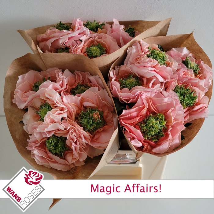 <h4>R GR MAGIC AFFAIRS!</h4>