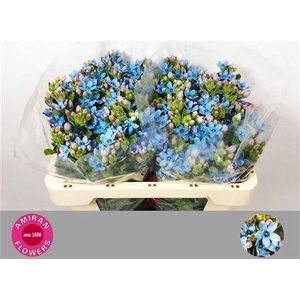 Oxy Co Tan Pure Blu