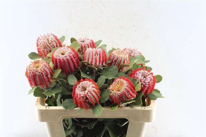 <h4>Banksia Coccinea</h4>