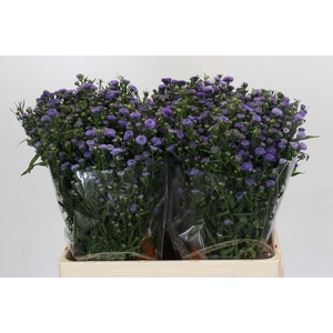 Aster Baby Blue