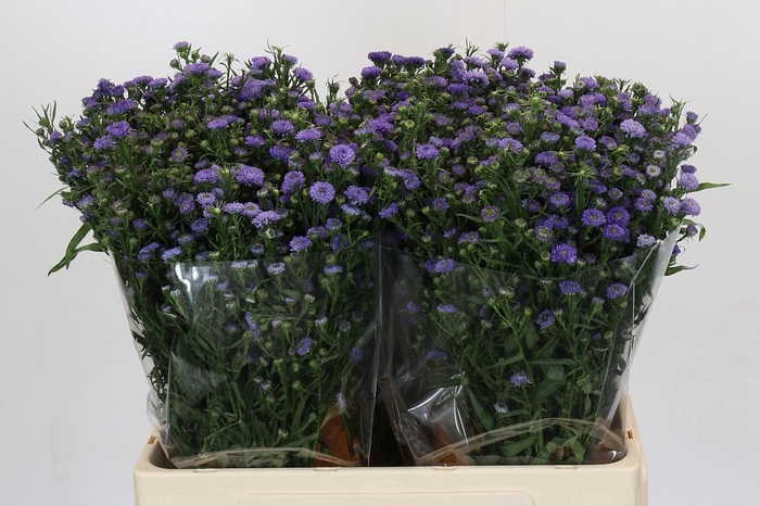<h4>Aster Baby Blue</h4>