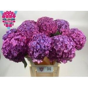 <h4>HYDR M ROY ANASTA BL</h4>