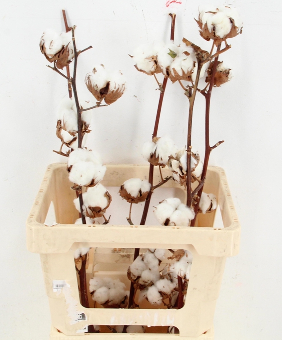 <h4>DRIED COTTON GOSSYPIUM 7 BOL SELECT</h4>
