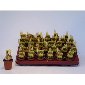 NARCISSUS TETE A TETE