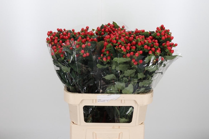 <h4>Hyp Mag Triumph</h4>