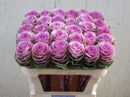 <h4>Brass Bright Rose</h4>