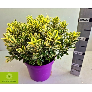 HEBE AND VARIEGATA