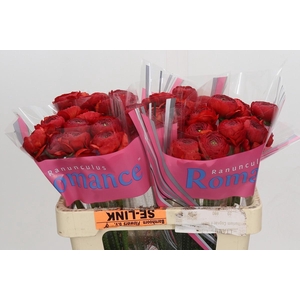 Ranunculus Romance Get Lucky