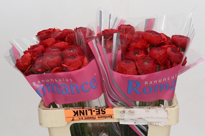 <h4>Ranunculus Romance Get Lucky</h4>