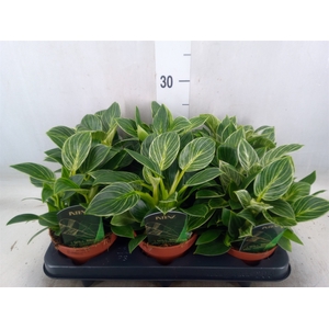 Philodendron   ...