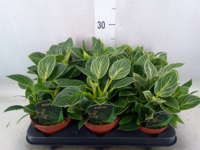 <h4>Philodendron   ...</h4>