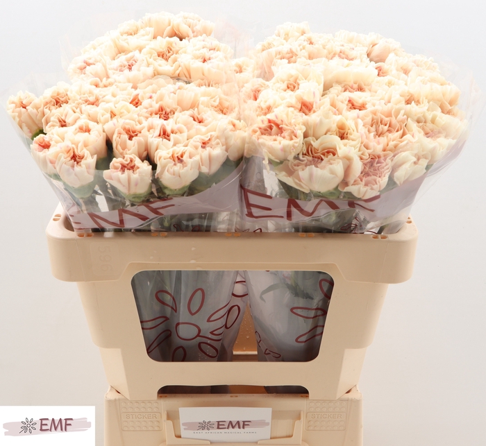 <h4>DI ST APPLE TEA</h4>