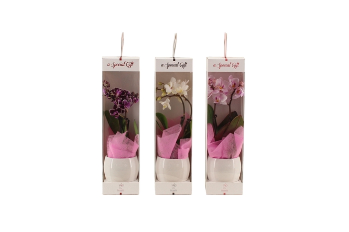 <h4>Lisa White Tiny Dolls Mix 2T10+ Aqu@ in Giftbox + roze doekje</h4>