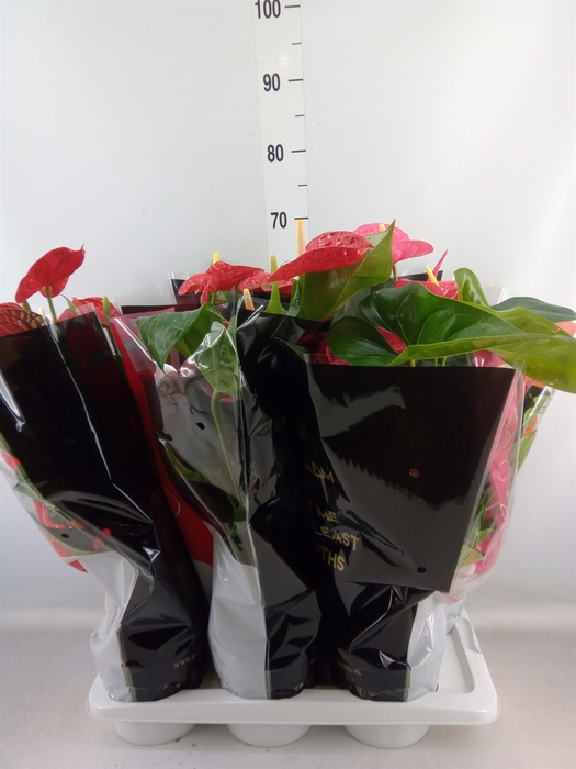 <h4>Anthurium   ...mix</h4>